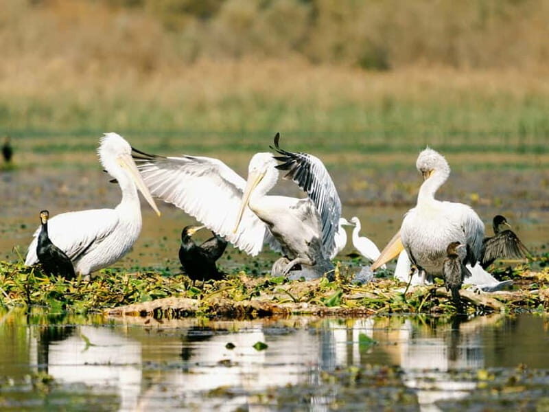 Lake Skadar: Early-morning Birdwatching and Photography Tour - Good To Know