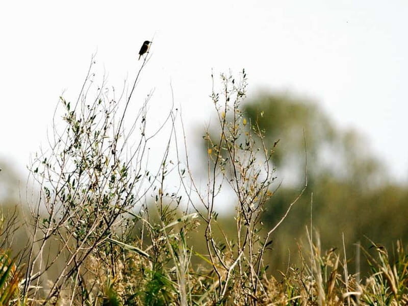 Lake Skadar: Early-morning Birdwatching and Photography Tour - An In-depth Look at the Lake Skadar Birdwatching Tour