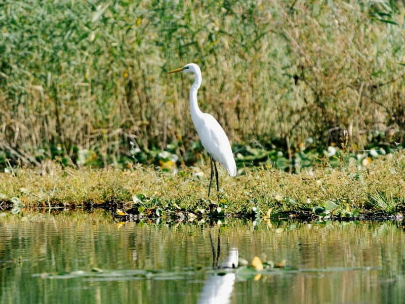 Lake Skadar: Early-morning Birdwatching and Photography Tour - Final Thoughts
