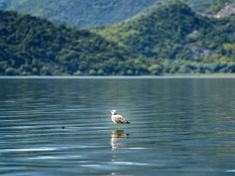 Lake Skadar: Early-morning Birdwatching and Photography Tour - FAQ