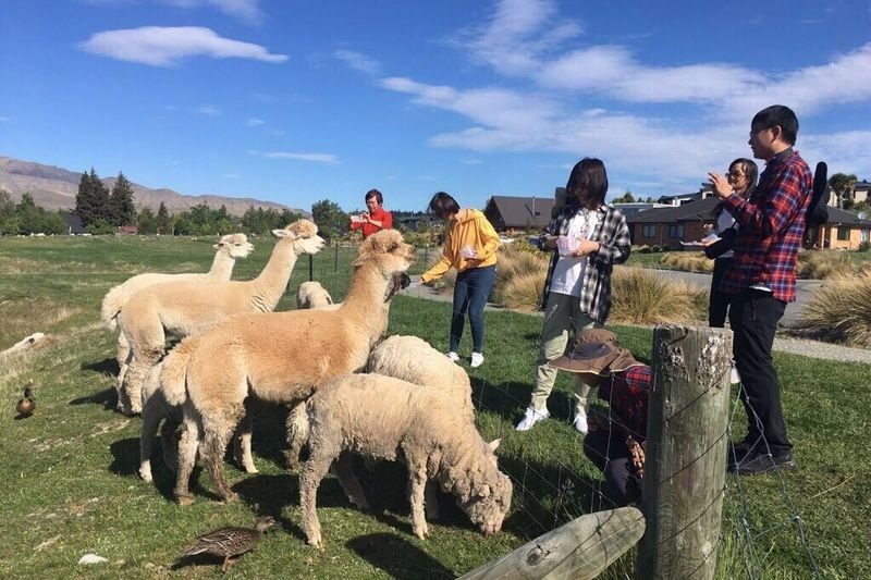 Lake Tekapo Farm Tour - What makes this Tekapo farm tour worthwhile