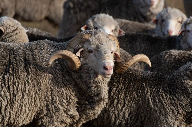 Lake Tekapo Farm Tour - Should you book the Lake Tekapo Farm Tour?