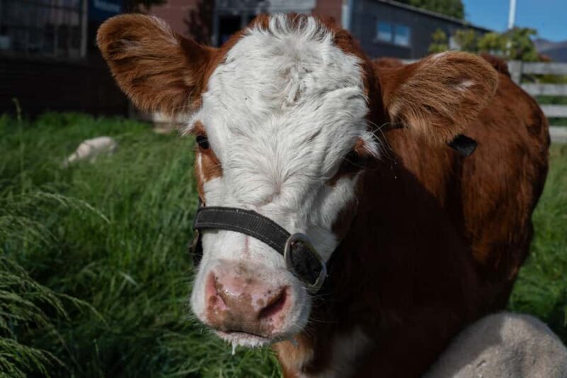 Lake Tekapo: Guided Petting Zoo Visit - Who Will Love This Experience?