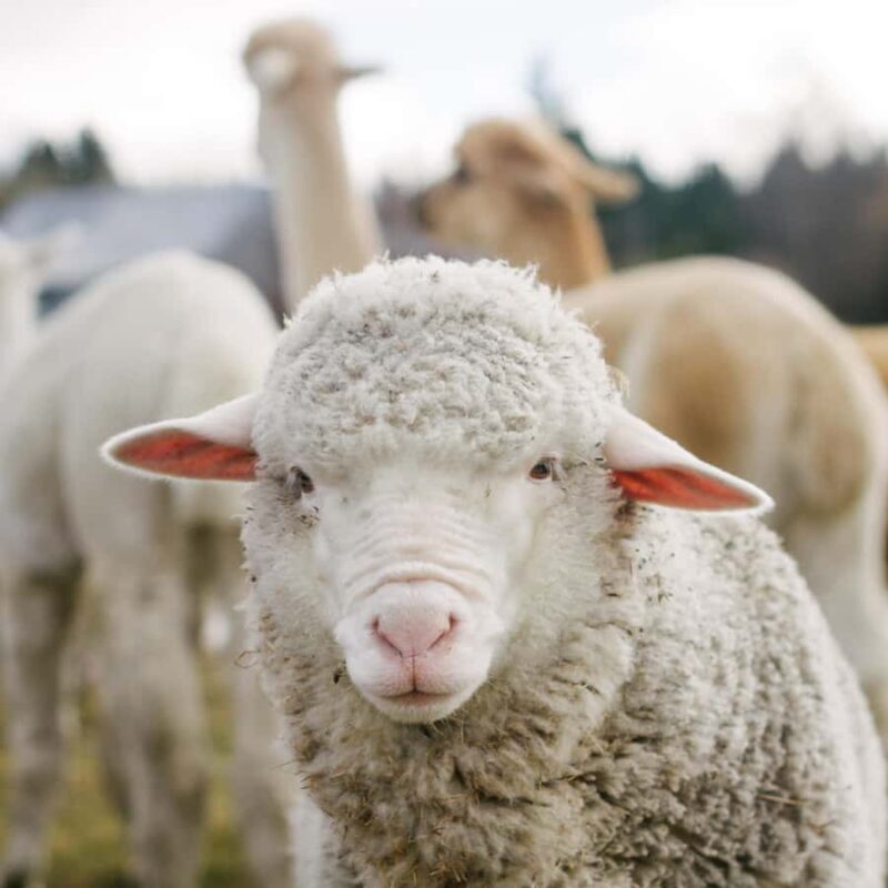 Lake Tekapo: Guided Petting Zoo Visit - FAQ
