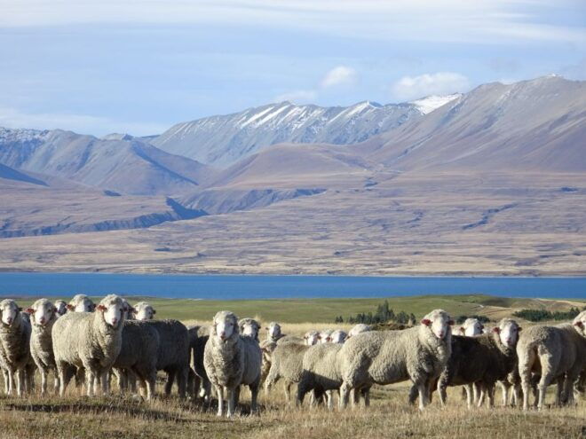 Lake Tekapo Scenic 4WD Cass Valley Wilderness Tour - The Sum Up