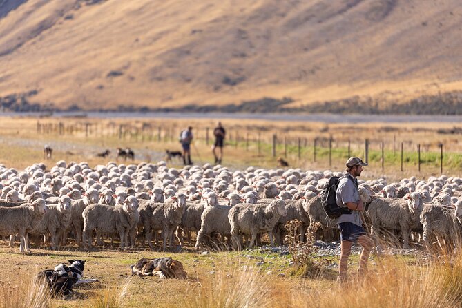 Lake Tekapo Tour Scenic 4WD Mountains & Glaciers - Unique Local Flora and Fauna