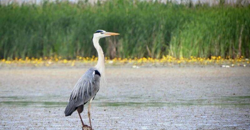 Lake Tisza: Boat trip in the Bird Paradise - Good To Know