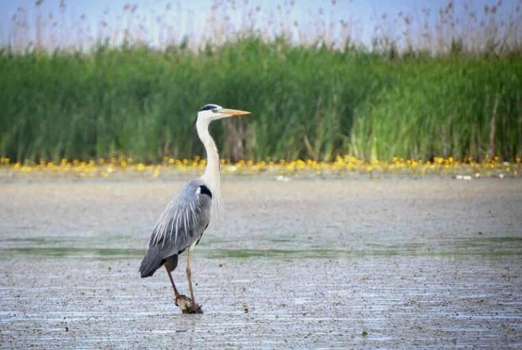 Lake Tisza: Boat trip in the Bird Paradise - Why This Tour Is Worth Considering