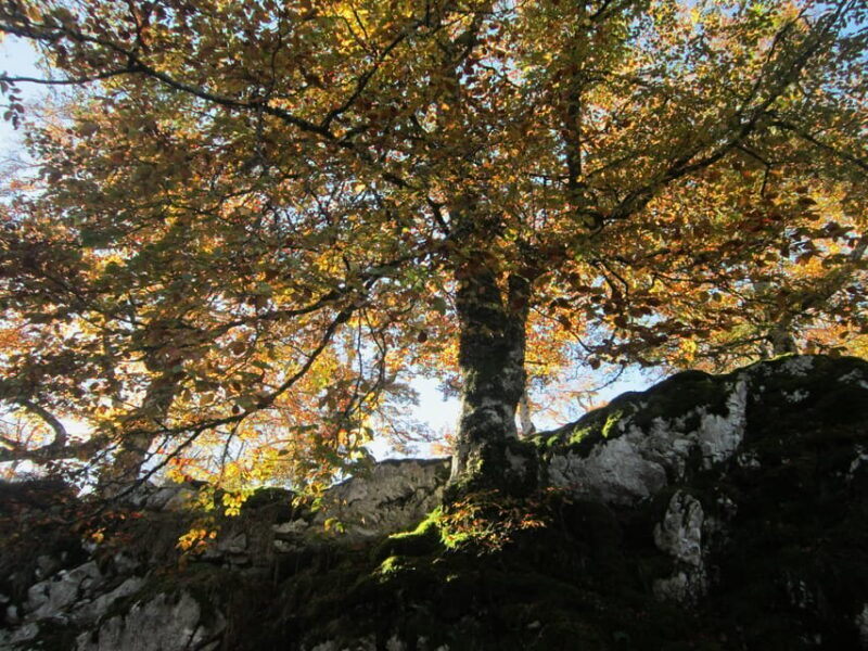 Lakes of Covadonga and Sanctuary of Covadonga: Guided and interpreted tour - The Sum Up: Who Is This Tour Perfect For?