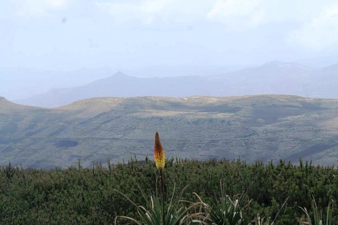 Lalibela Nature, Bird, Wildlife, Church (Hiking To Mount Abune Yoseph Lalibela) - Frequently Asked Questions