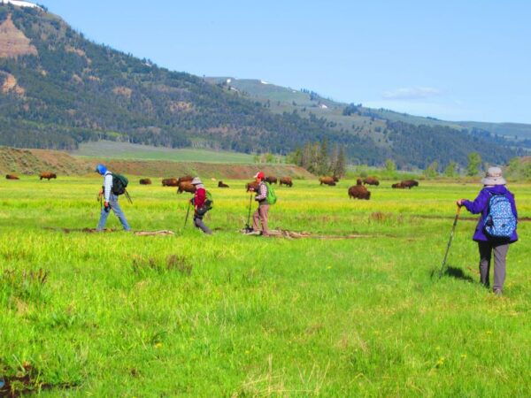 Lamar Valley: Safari Hiking Tour With Lunch - Gear Up for the Hike