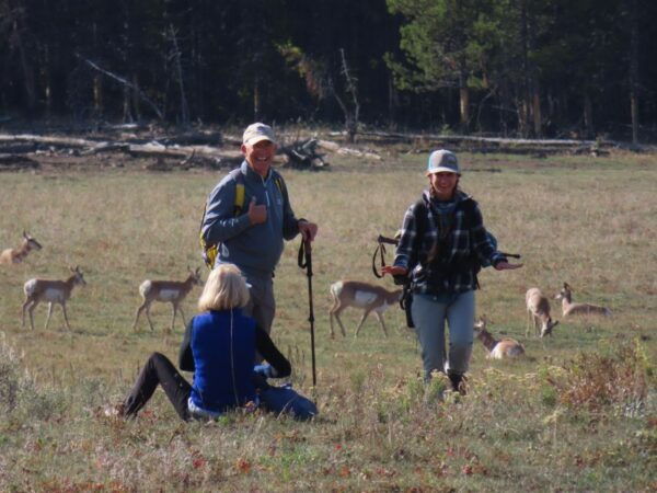 Lamar Valley: Safari Hiking Tour With Lunch - Common Questions