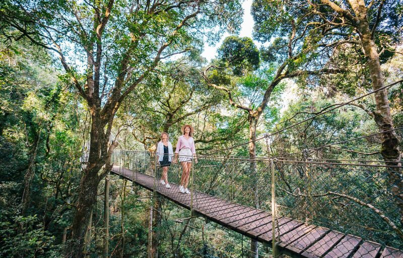 Lamington National Park, OReillys and Vineyard Tour - At a glance