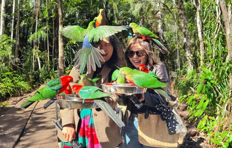 Lamington National Park, OReillys and Vineyard Tour - From Surfers Paradise to the mountain