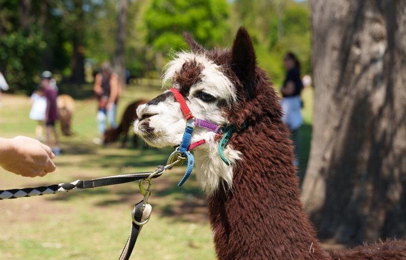 Lamington National Park, OReillys and Vineyard Tour - Practical details before you book