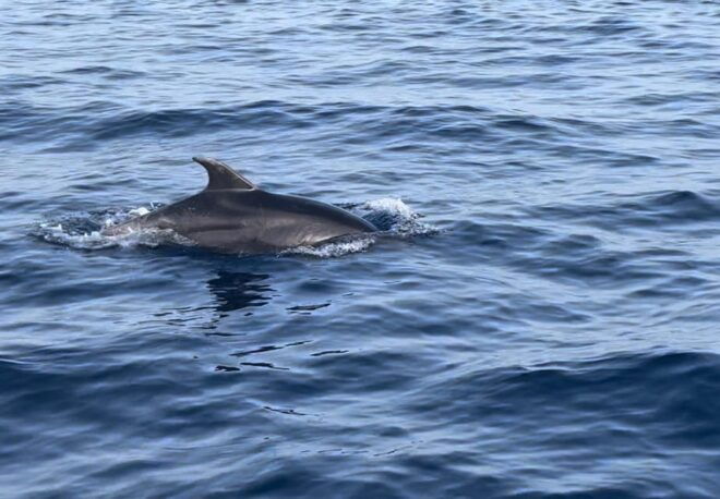 Lampedusa: Sunset Boat Tour With Aperi-Dinner and Dolphins - Safety Information