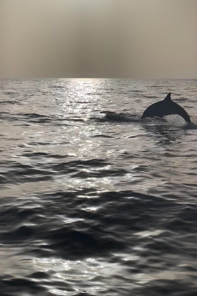 Lampedusa: Sunset Boat Tour With Aperi-Dinner and Dolphins - Frequently Asked Questions