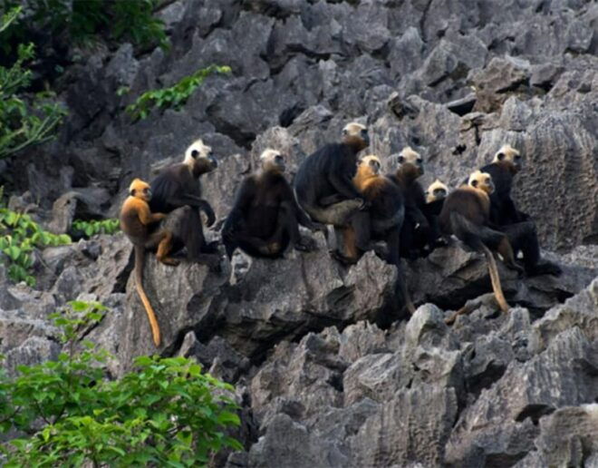 Lan Ha Bay From Cat Ba Island: Cruise and Kayak Tour - Activities Included