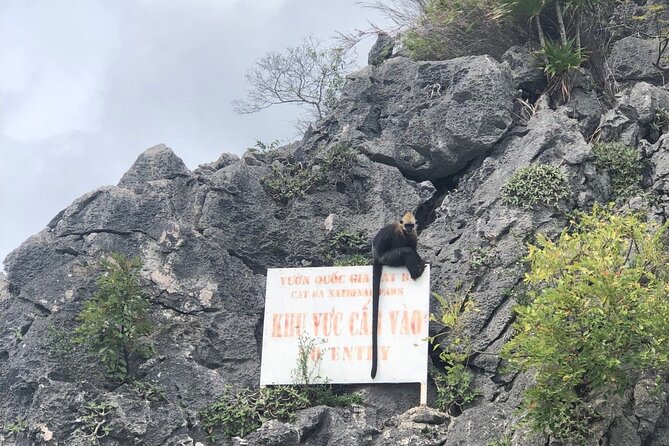 Lan Ha - Ha Long Bay 1 Day Boat Trip - Kayaking From Cat Ba, Avoid the Crowds. - Overview of the Lan Ha - Ha Long Bay 1 Day Boat Trip
