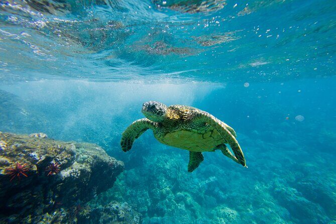 Lana'i Coast Snorkel and Sail - Lanai Coast Snorkel and Sail: A Detailed Look at Maui’s Coastal Adventure