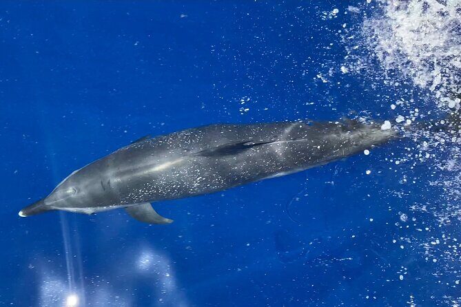 Lana'i Snorkel And Dolphin Quest with Maui Turtle Spot Tour - Good To Know