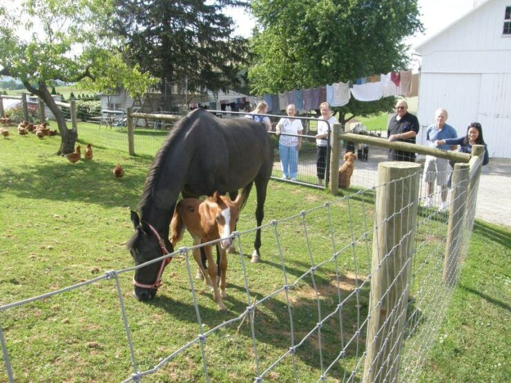 Lancaster: Amish Experience Visit-in-Person Tour of 3 Farms - Tour Details