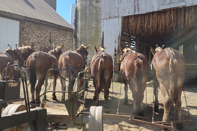 Lancaster County Amish Culture Small-Group Half-Day Tour - Positive Reviews