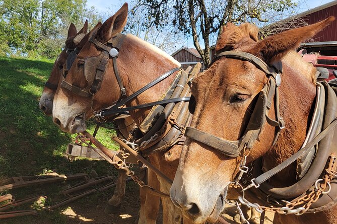 Lancaster County Amish Culture Small-Group Half-Day Tour - Disappointed Expectations