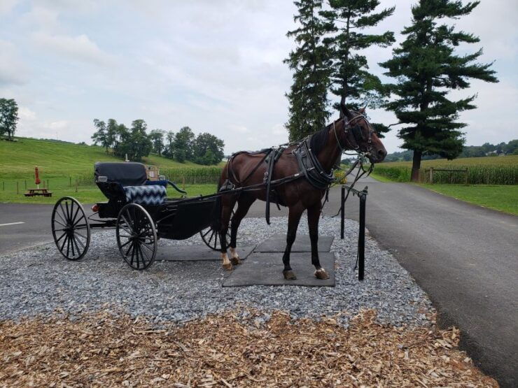 Lancaster: Downtown & Amish Country Authentic Lancaster Tour - Tour Experience