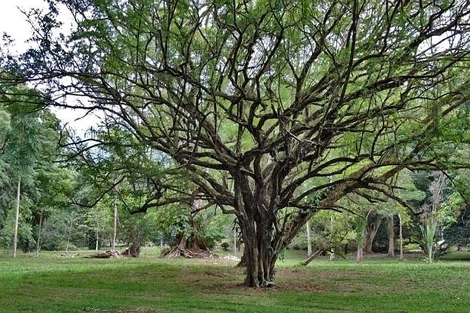 Lancetilla Botanical Garden - Expectations and Additional Info
