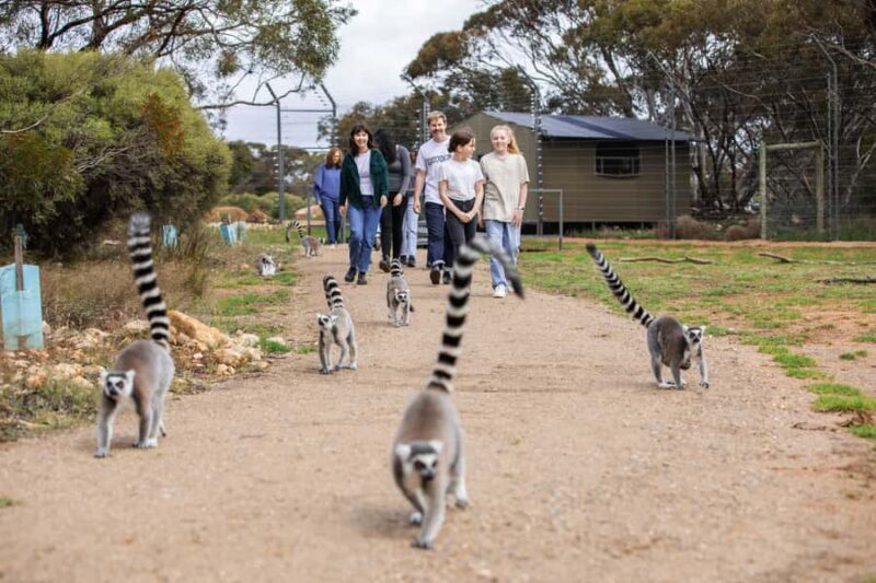 Land of the Lemurs Experience & a Day at Monarto Safari Park - Final Thoughts