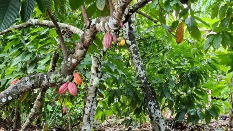 "Land & People" Individual Full Day Tour - from/to Bávaro/Punta Cana - Transportation and Group Size