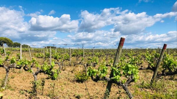 Land Rover Cork Safari Experience Pack - Local Products