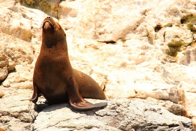 Lands End Sightseeing Boat Tour in Los Cabos - Common Questions