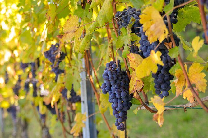 "Langhe del Barolo" Private E-bike Tour - Asphalt and Dirt Road - Good To Know