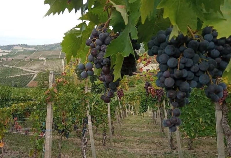 Langhe: grape seasons. Winery and vineyard tour with tasting - Introduction