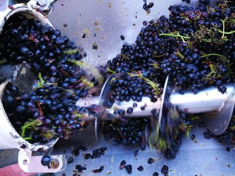 Langhe: grape seasons. Winery and vineyard tour with tasting - Good To Know