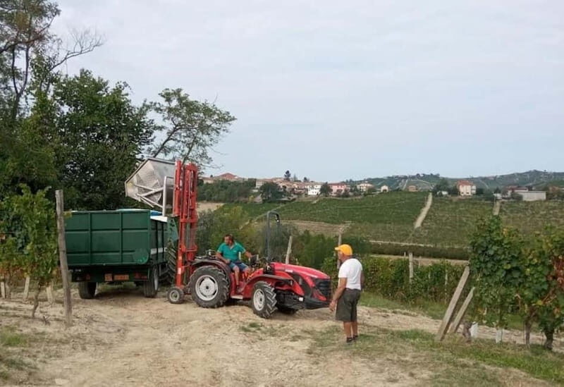 Langhe: grape seasons. Winery and vineyard tour with tasting - In-Depth Look at the Experience