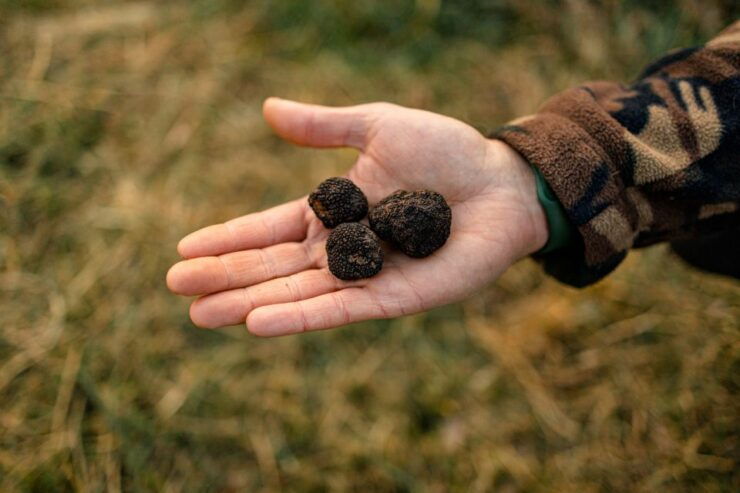 Langhe: Hunt for Truffles at Sunset With Tastings and Wine - Tour Details