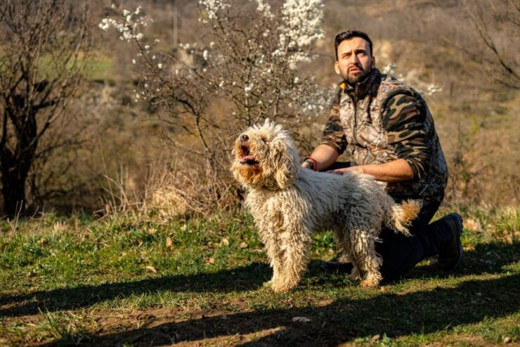 Langhe: Hunt for Truffles at Sunset With Tastings and Wine - Truffle Hunting Experience