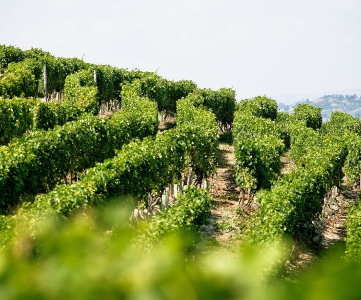 Langhe & Monferrato: Vineyard Tour and Wine Tasting - Experience Highlights