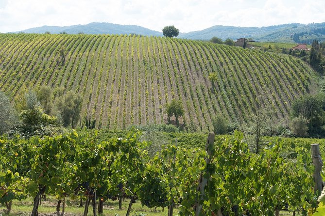 Langhe (Piedmont): Wine Tasting Experience - Lowest Price Guarantee