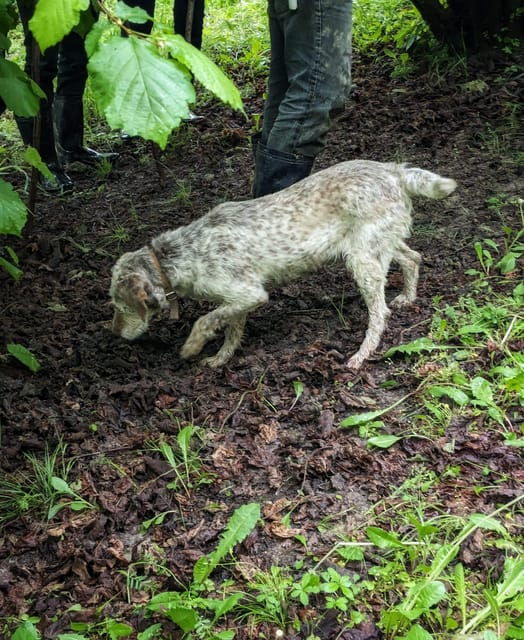 Langhe: Truffle Hunt and Wine-Tasting in a Cellar - Practical Details: What to Expect and Consider