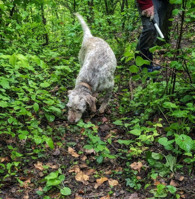 Langhe: Truffle Hunt With Local Trifulau and Dog - Meet Your Local Trifulau and Dog
