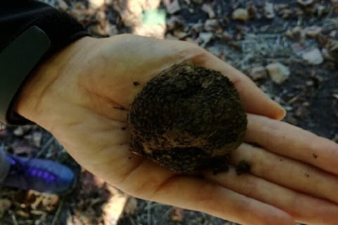 Langhe Truffle Hunting Experience - Location and Activity Details