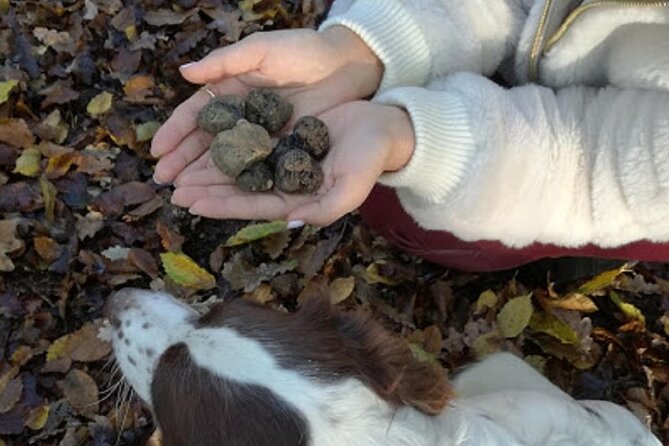 Langhe Truffle Hunting Experience - Highlights and Inclusions