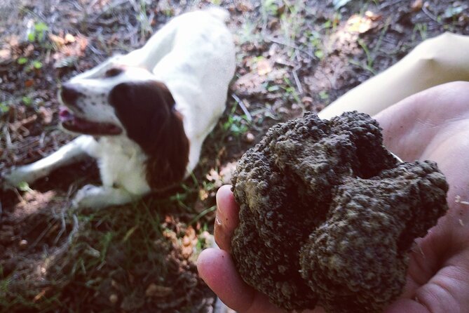 Langhe Truffle Hunting Experience - What To Expect