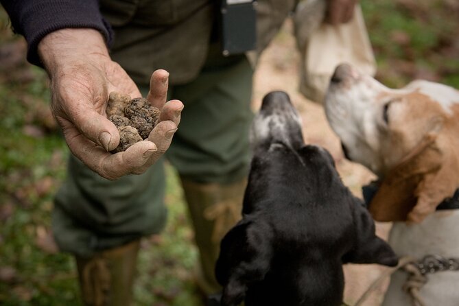 Langhe Truffle Hunting Experience - Reviews and Traveler Feedback
