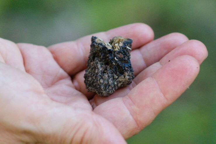 Langhe: Truffle Hunting Experience - Experience of Truffle Hunting
