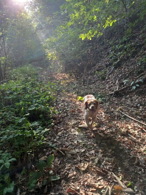 Langhe: Truffle Hunting Experience - Important Information for Truffle Hunting